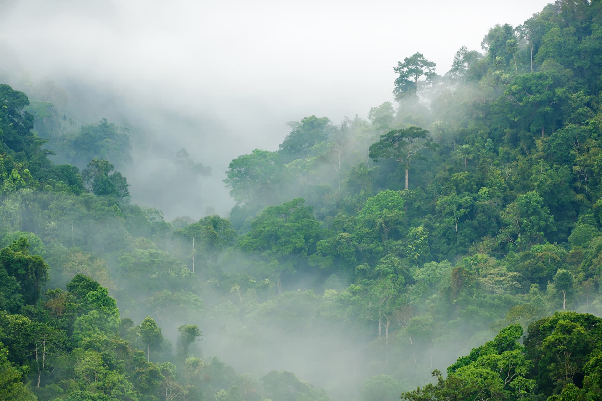 Rainforest Background